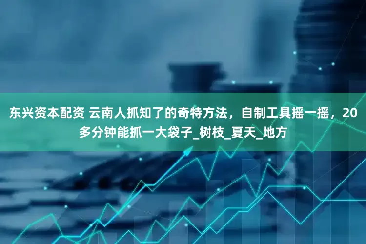 东兴资本配资 云南人抓知了的奇特方法，自制工具摇一摇，20多分钟能抓一大袋子_树枝_夏天_地方